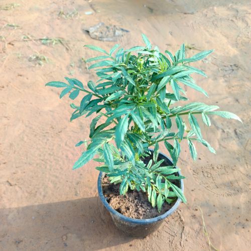 Marigold | Genda Any Color In 6 Inch Pot