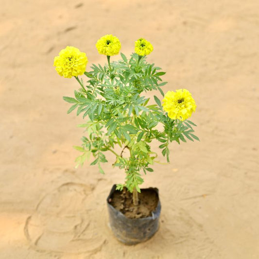 Marigold | Genda Any Color In 4 Inch