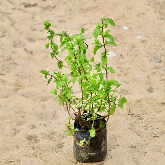 Mint / Pudina In 4 inch Nursery Bag