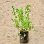 Mint / Pudina In 4 inch Nursery Bag