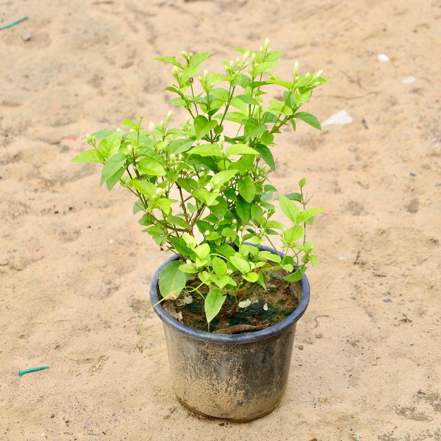 Mogra / Jasmine In 8 inch Nursery Pot