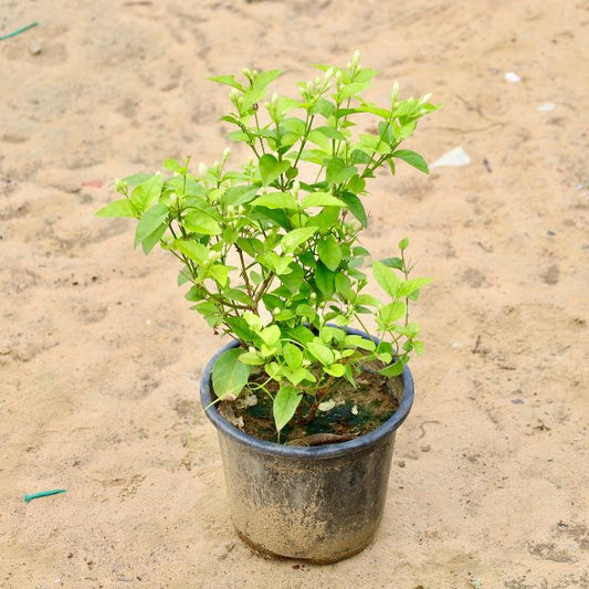 Mogra / Jasmine In 8 inch Nursery Pot