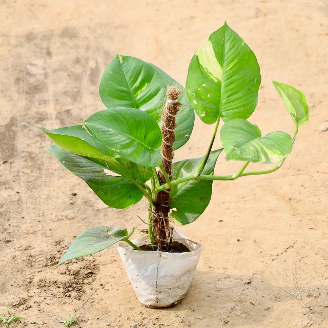 Money plant with green leaves on a beige background Buy Indoor Plants in Gurgaon haryali: Free Next-Day Delivery