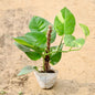 Money plant with green leaves on a beige background Buy Indoor Plants in Gurgaon haryali: Free Next-Day Delivery