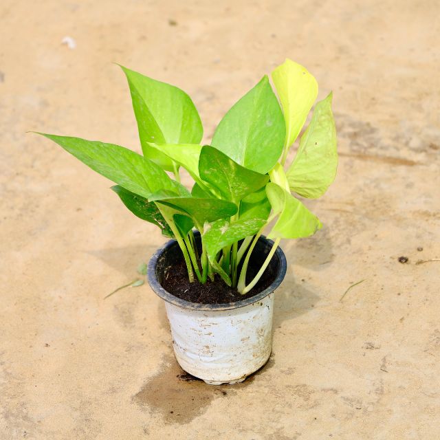 Money Plant plant with green leaves on a beige surface