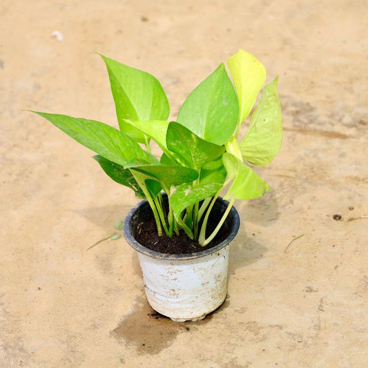 Money Plant plant with green leaves on a beige surface