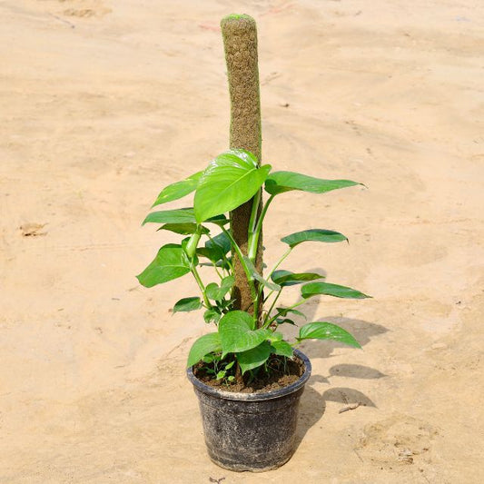 Potted Money Plant with a textured pot on a beige background Buy Online Plants in Gurgaon: Free Next-Day Delivery