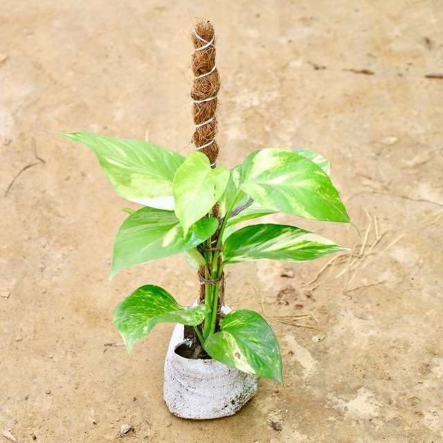 Money plant with a textured pot on a sandy background Buy Indoor Plants in Gurgaon haryali: Free Next-Day Delivery