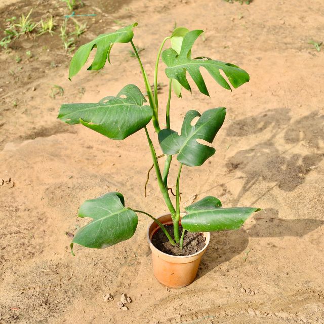 Monstera plant on a sandy surface Buy Online Plants in Gurgaon: Free Next-Day Delivery