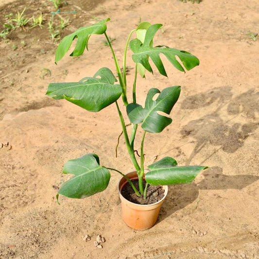 Monstera plant on a sandy surface Buy Online Plants in Gurgaon: Free Next-Day Delivery