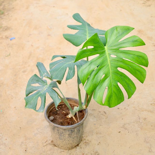 Potted Monstera plant on a beige background Online Plants in Gurgaon: Free Next-Day Delivery