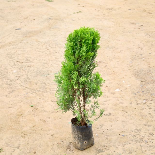 Potted tree on a sandy surface Online plants in gurgaon Lowest-price