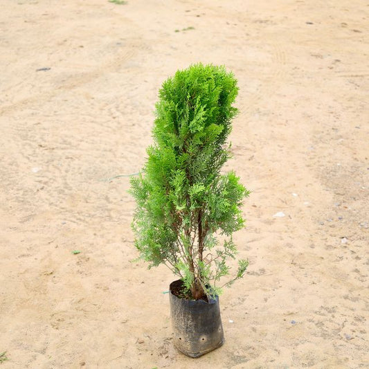 Potted tree on a sandy surface Online plants in gurgaon Lowest-price
