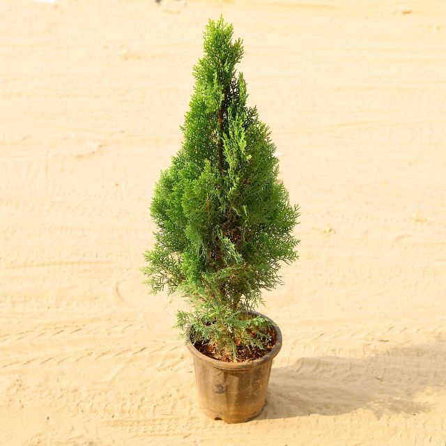 Mor Pankh In 8 Inch Nursery Pot