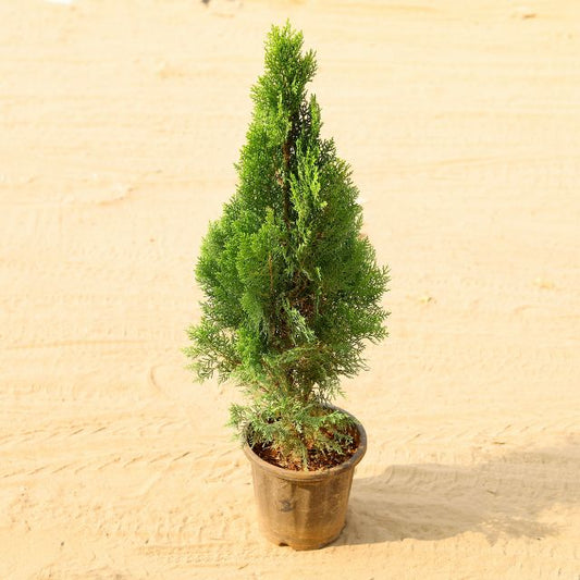 Mor Pankh In 8 Inch Nursery Pot