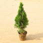 Mor Pankh In 8 Inch Nursery Pot