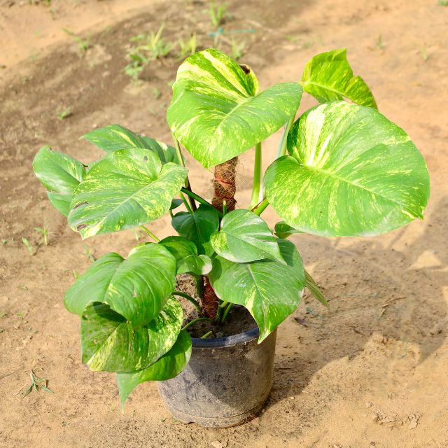Moyne plant with green leaves on a sandy background Buy Online Plants in Gurgaon: Free Next-Day Delivery