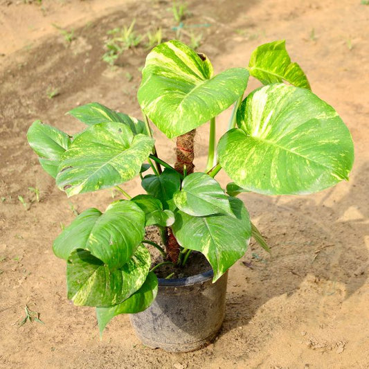 Moyne plant with green leaves on a sandy background Buy Online Plants in Gurgaon: Free Next-Day Delivery