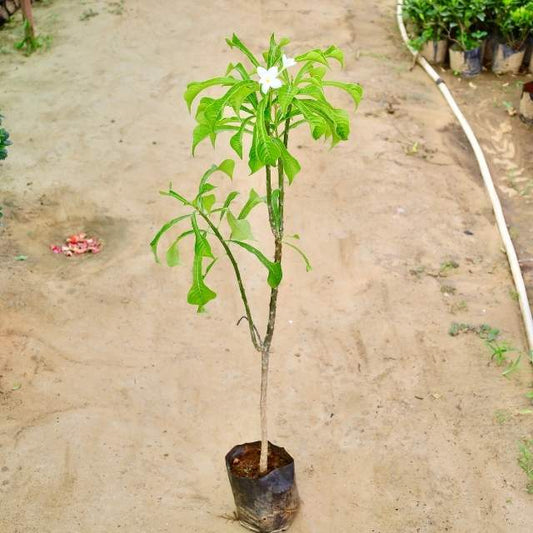 Naag Champa Young tree with green leaves and a white flower in a pot on a sandy Buy Indoor Plants in Gurgaon Haryali: Free Next-Day Delivery