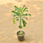 Naag Champa Plant In 6 Inch Nursery Pot