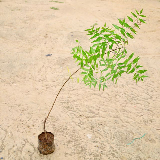 Neem 3.5 Fit Plant In 7 inch Nursery Bag