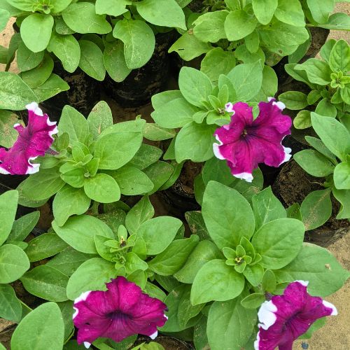 Set Of 3 Petunia Any Color In 4 in Nursery Bag