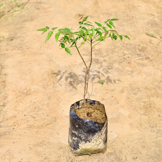 Neem tree planted in a black pot on a beige background Buy Online Plants in Gurgaon: Free Next-Day Delivery