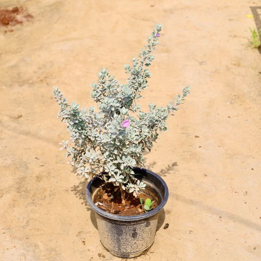 Potted plant with grayish-green leaves on a beige surface