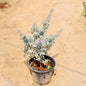 Potted plant with grayish-green leaves on a beige surface