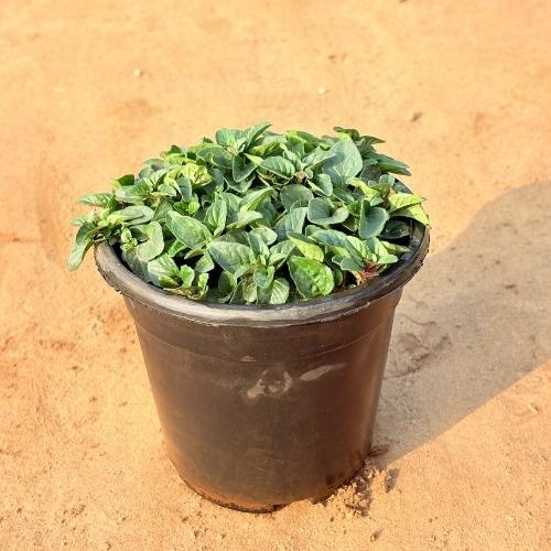 Oregano Plant In 5 Inch Nursery Pot