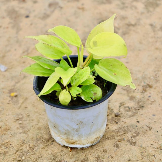 Oxycardium Golden Plant In 4 inch Nursery Pot