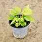 Oxycardium Golden Plant In 4 inch Nursery Pot