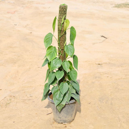 Oxycardium plant with green leaves on a beige background Buy Online Plants in Gurgaon: Free Next-Day Delivery