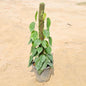 Oxycardium plant with green leaves on a beige background Buy Online Plants in Gurgaon: Free Next-Day Delivery