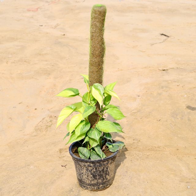 Oxycardium Variegated plant with a textured pot on a sandy background