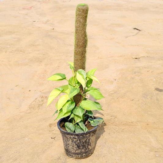 Oxycardium Variegated plant with a textured pot on a sandy background