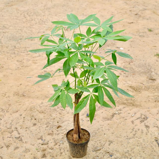 Pachira Aquatica Money Tree in 8 inch Nursery Pot