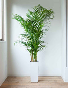 Areca Palm