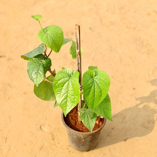 Pan Plant  Betal Leaf In 6 Inch Nursery Pot