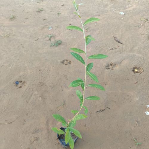 Parda Bel Plant in 4 Inch Nursery Bag