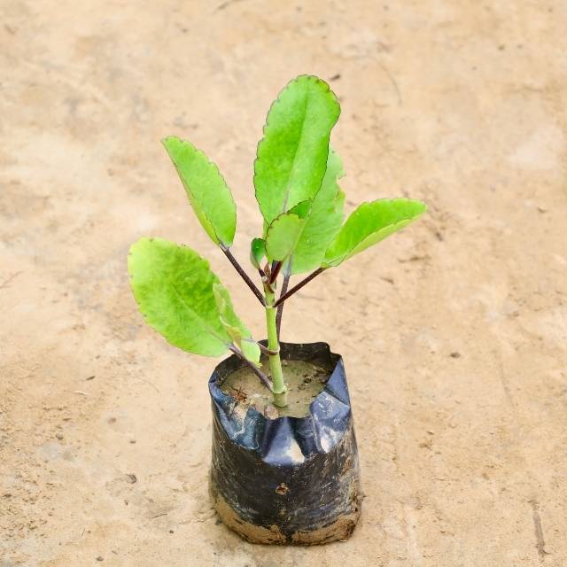 Patra Chata plant on a beige surface Buy Indoor Plants in Gurgaon haryali: Free Next-Day Delivery