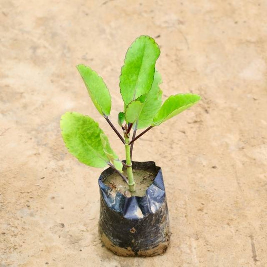 Patra Chata plant on a beige surface Buy Indoor Plants in Gurgaon haryali: Free Next-Day Delivery