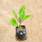 Patra Chata plant on a beige surface Buy Indoor Plants in Gurgaon haryali: Free Next-Day Delivery