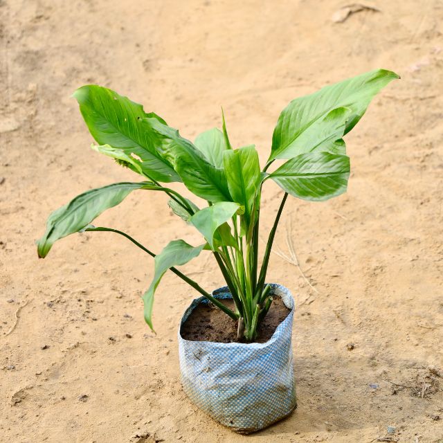 Peace lily plant with green leaves on a beige background Buy Indoor Plants in Gurgaon haryali: Free Next-Day Delivery