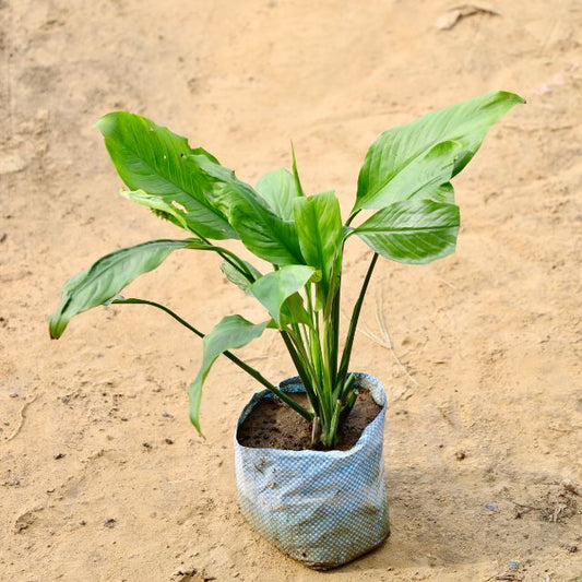 Peace lily plant with green leaves on a beige background Buy Indoor Plants in Gurgaon haryali: Free Next-Day Delivery