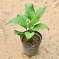 Peace Lily in 6 inch Nursery Pot