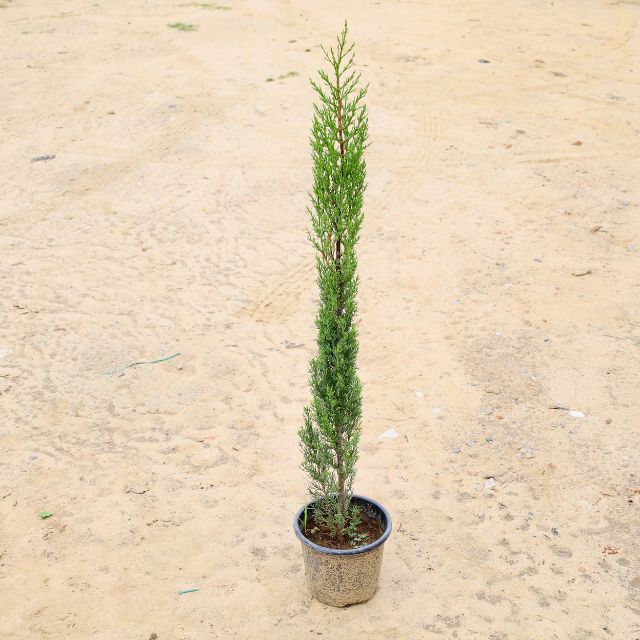 Pencil Pine Plant (3 Fit) In 8 inch Nursery Pot