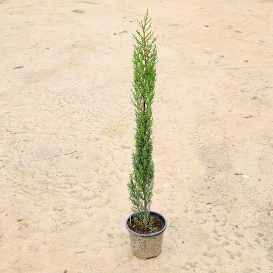 Pencil Pine Plant (3 Fit) In 8 inch Nursery Pot