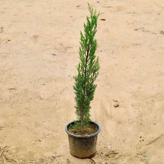 Pencil Pine  plant on a sandy surface Buy Indoor Plants in Gurgaon haryali: Free Next-Day Delivery