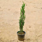 Pencil Pine  plant on a sandy surface Buy Indoor Plants in Gurgaon haryali: Free Next-Day Delivery
